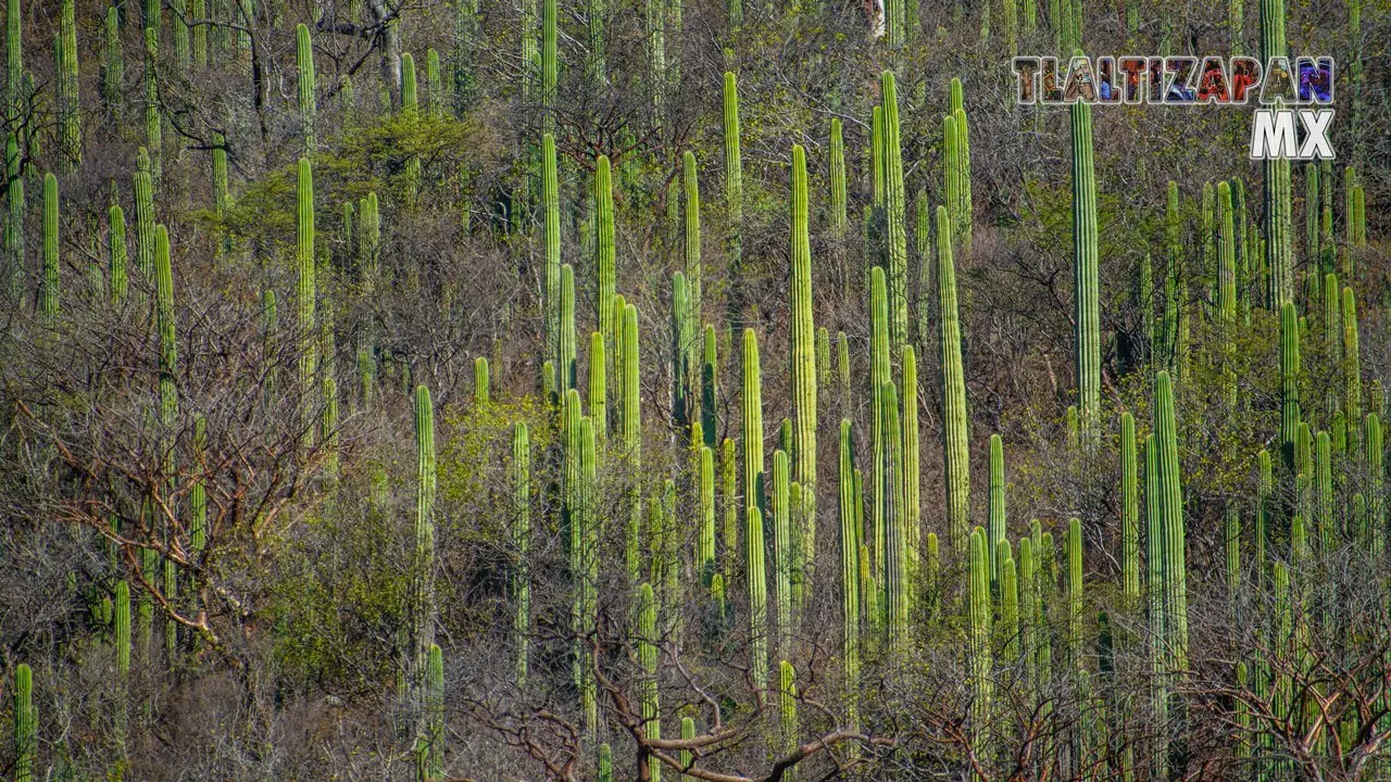 Organales de temilpa 07 de Marzo del 2019 | Coleccion multimedia | Tlaltizapan.mx