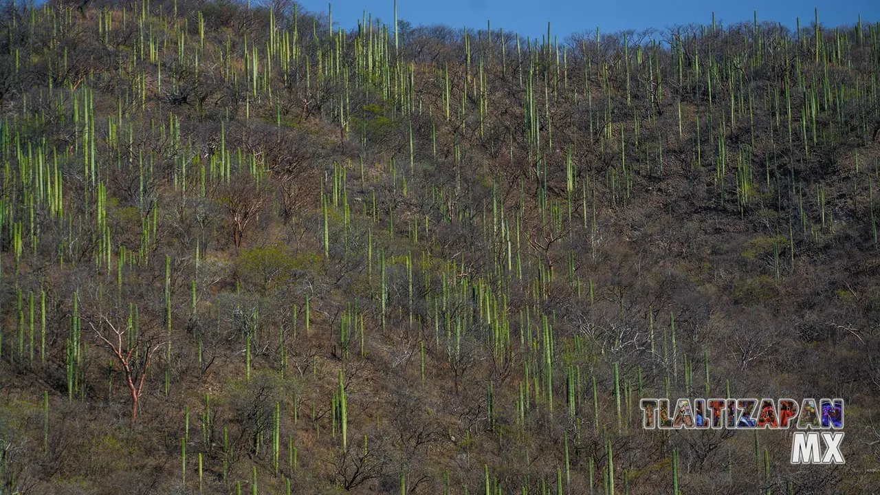 Organales de temilpa 07 de Marzo del 2019 | Coleccion multimedia | Tlaltizapan.mx