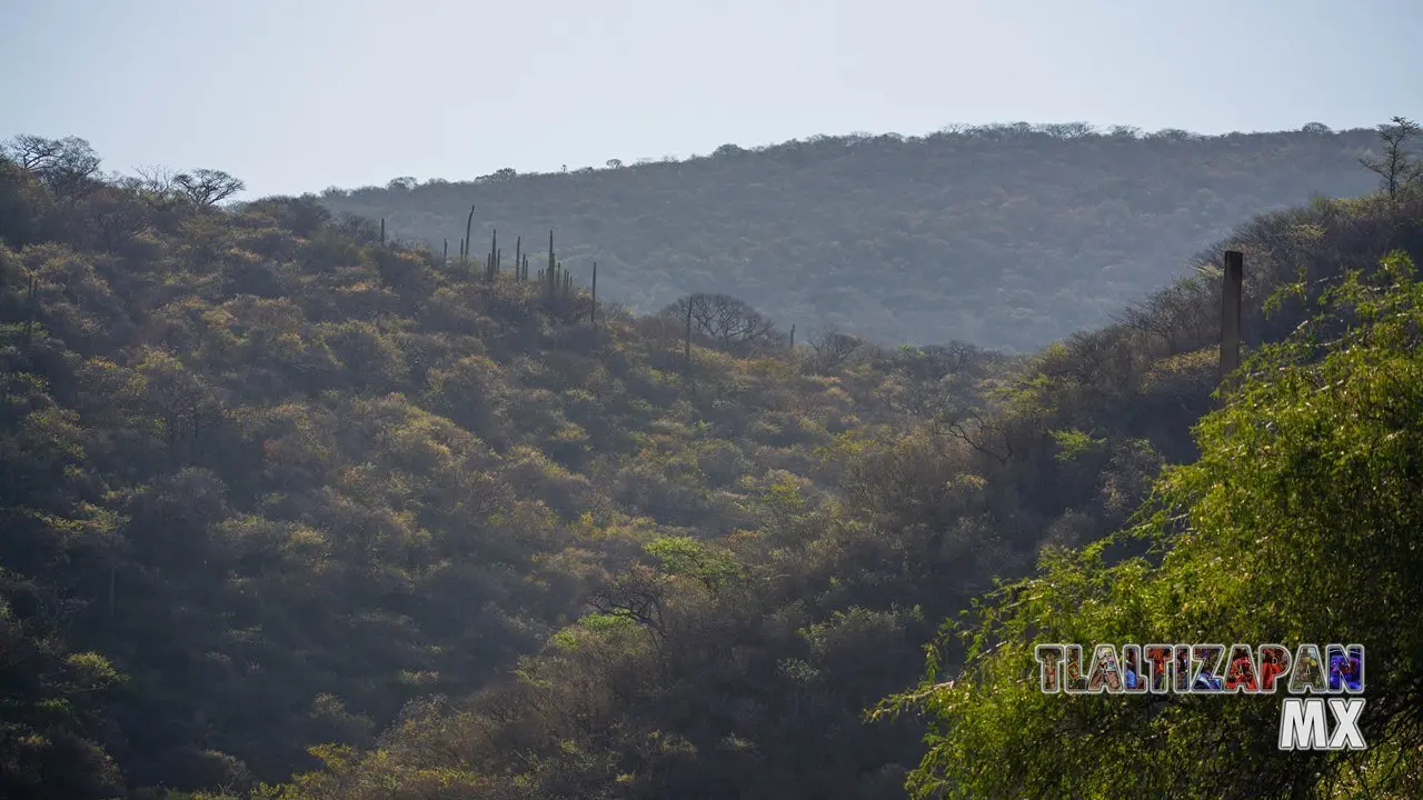 Organales de temilpa 07 de Marzo del 2019 | Coleccion multimedia | Tlaltizapan.mx