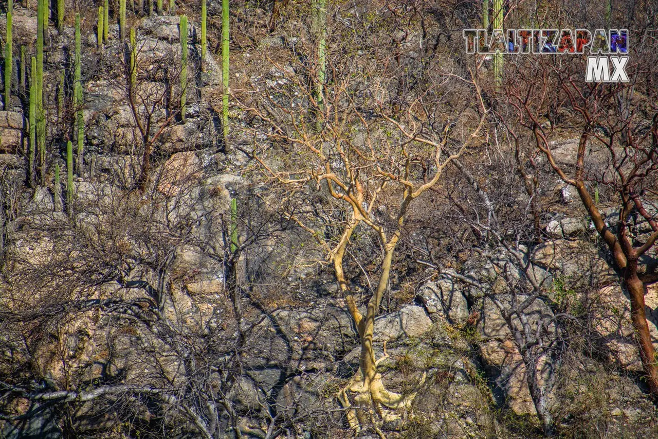 Organales de temilpa 07 de Marzo del 2019 | Coleccion multimedia | Tlaltizapan.mx