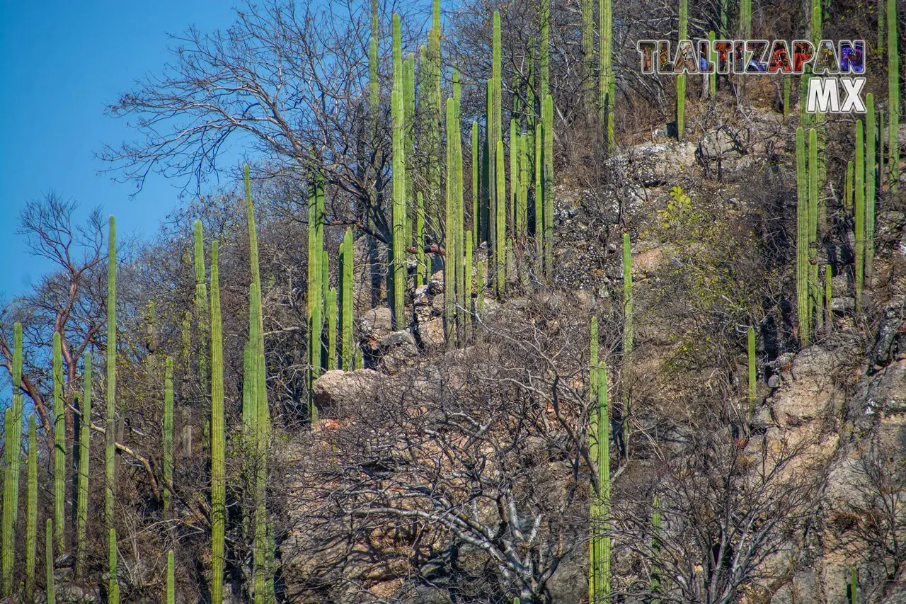 Organales de temilpa 07 de Marzo del 2019 | Coleccion multimedia | Tlaltizapan.mx