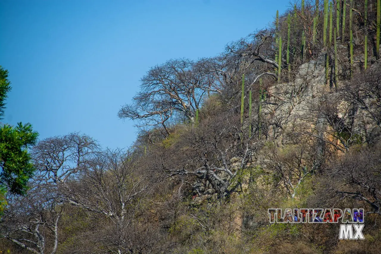 Organales de temilpa 07 de Marzo del 2019 | Coleccion multimedia | Tlaltizapan.mx