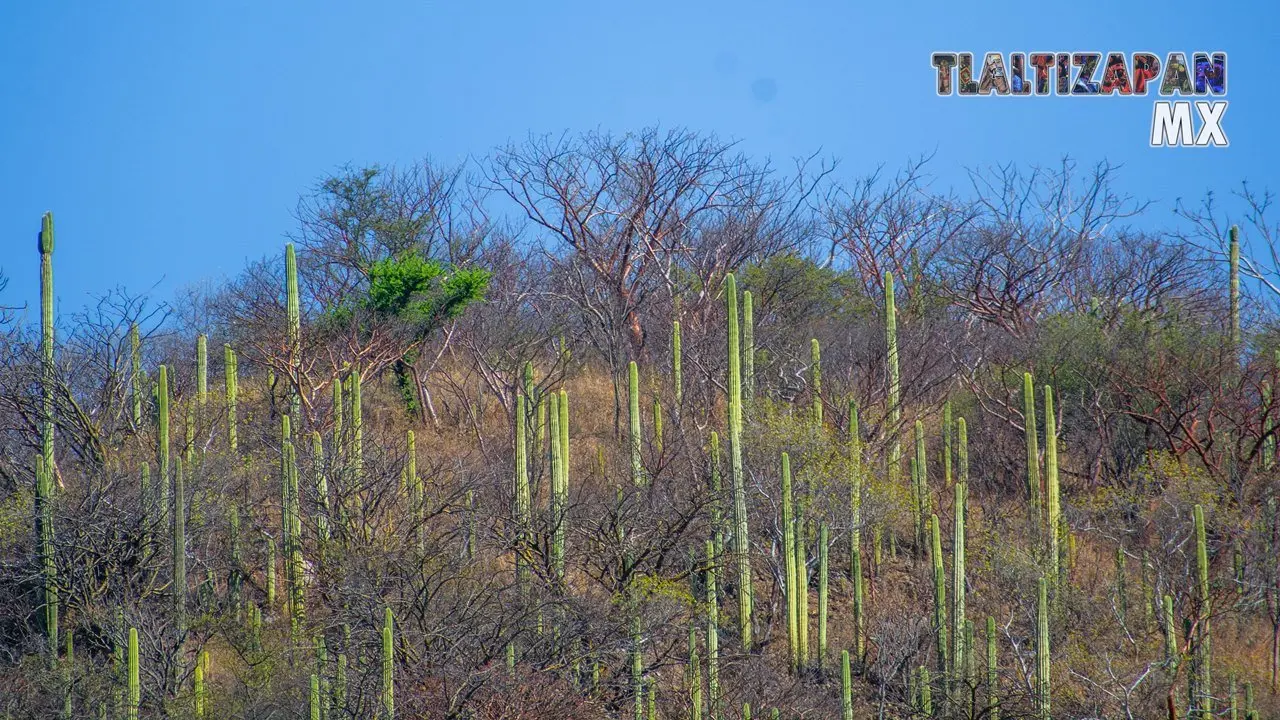 Organales de temilpa 07 de Marzo del 2019 | Coleccion multimedia | Tlaltizapan.mx