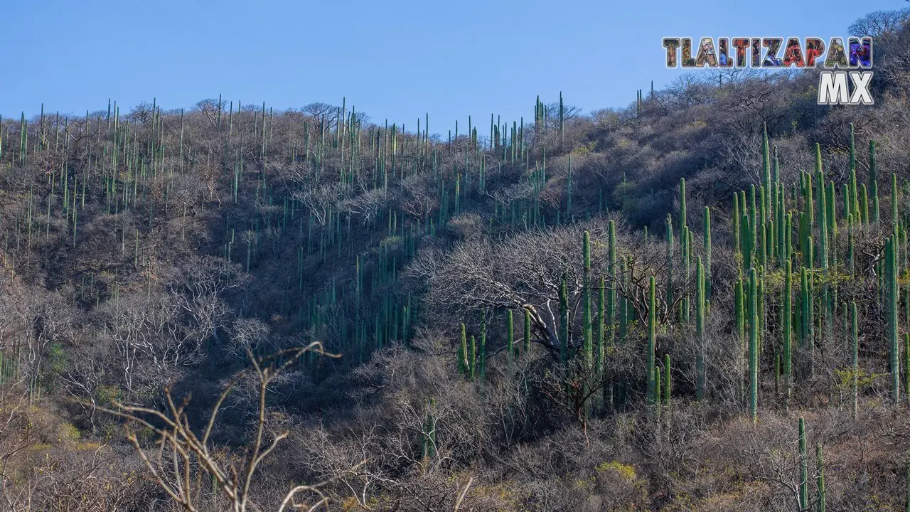 Organales de temilpa 07 de Marzo del 2019 | Coleccion multimedia | Tlaltizapan.mx