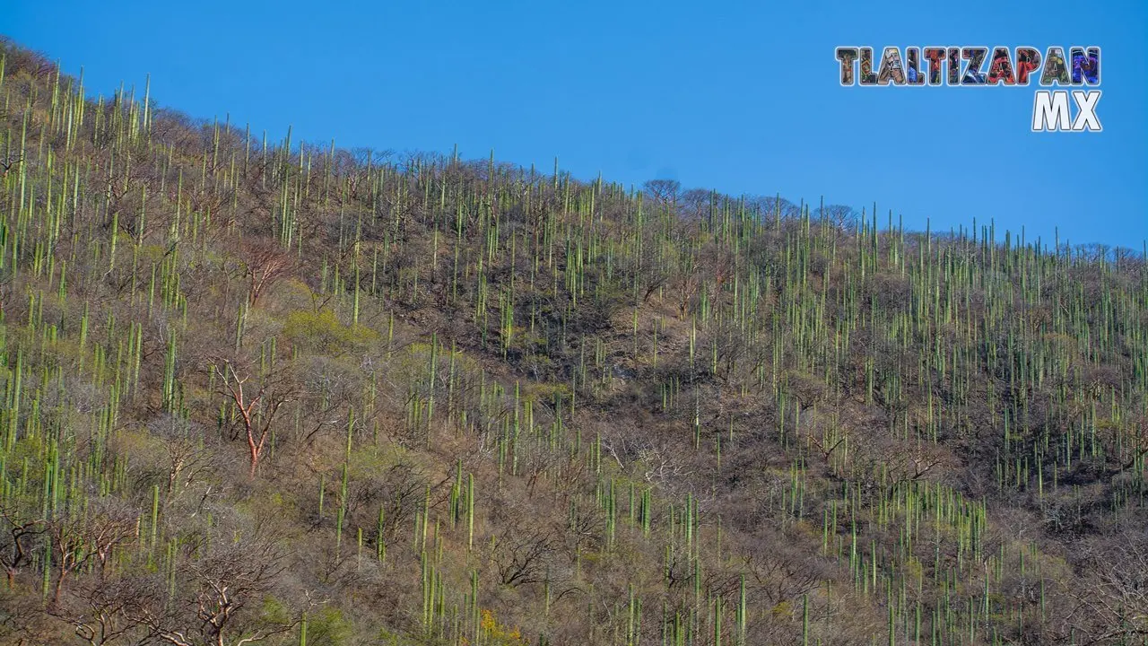 Organales de temilpa 07 de Marzo del 2019 | Coleccion multimedia | Tlaltizapan.mx