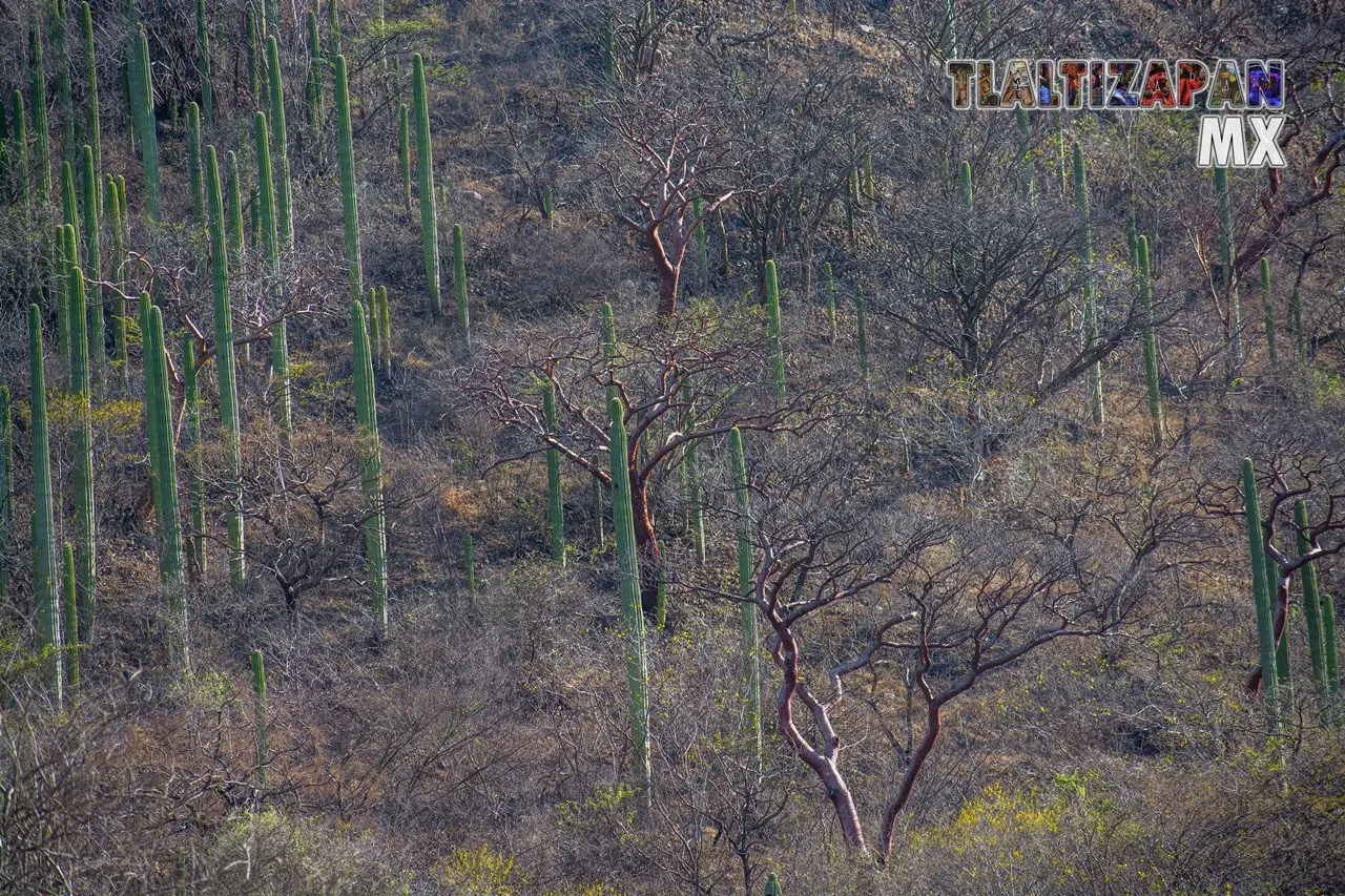 Organales de temilpa 07 de Marzo del 2019 | Coleccion multimedia | Tlaltizapan.mx