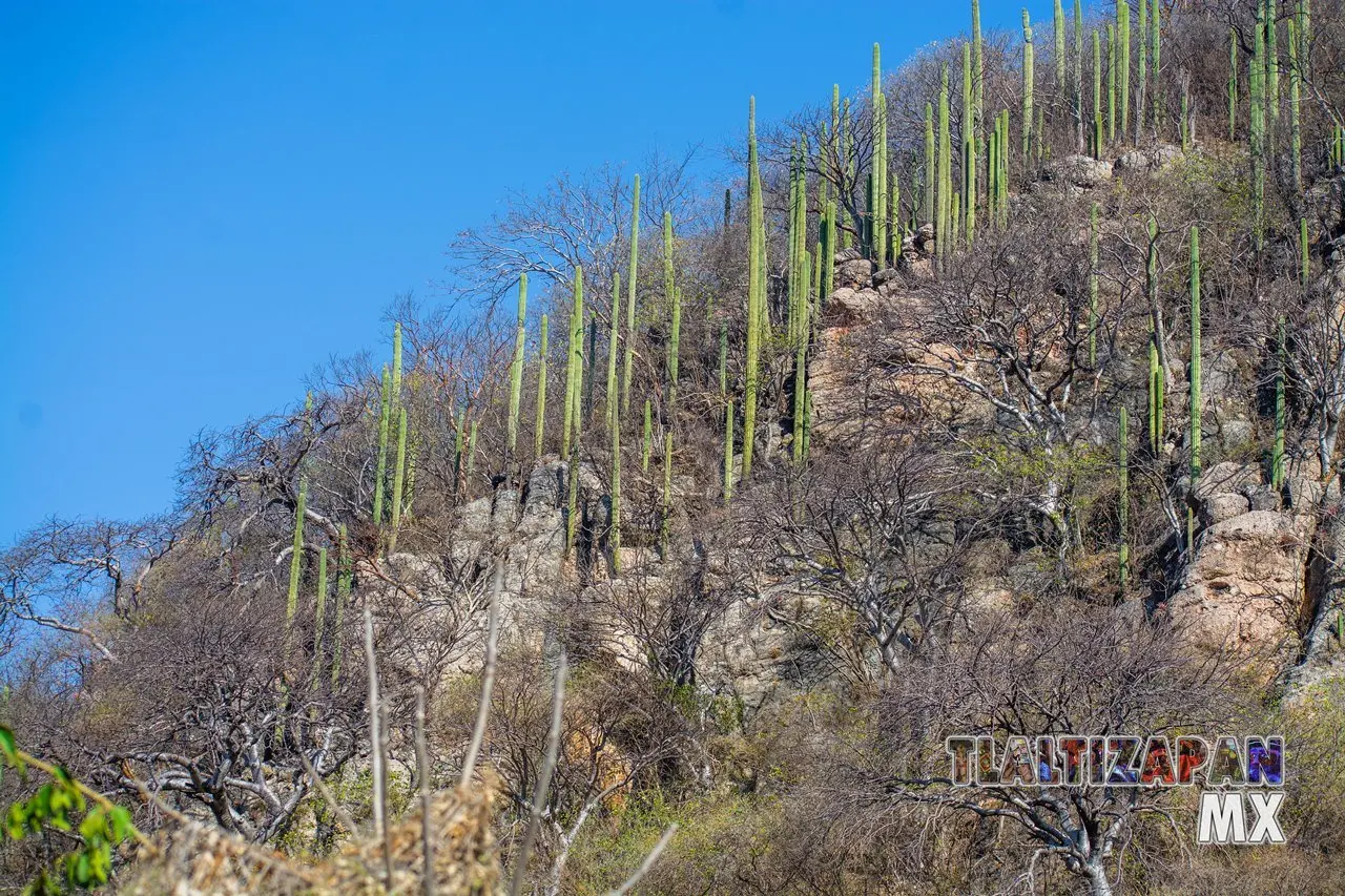 Organales de temilpa 07 de Marzo del 2019 | Coleccion multimedia | Tlaltizapan.mx