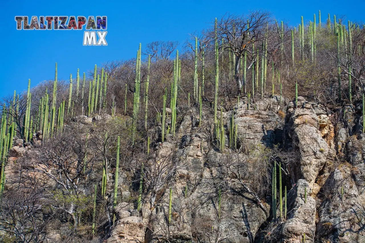 Organales de temilpa 07 de Marzo del 2019 | Coleccion multimedia | Tlaltizapan.mx