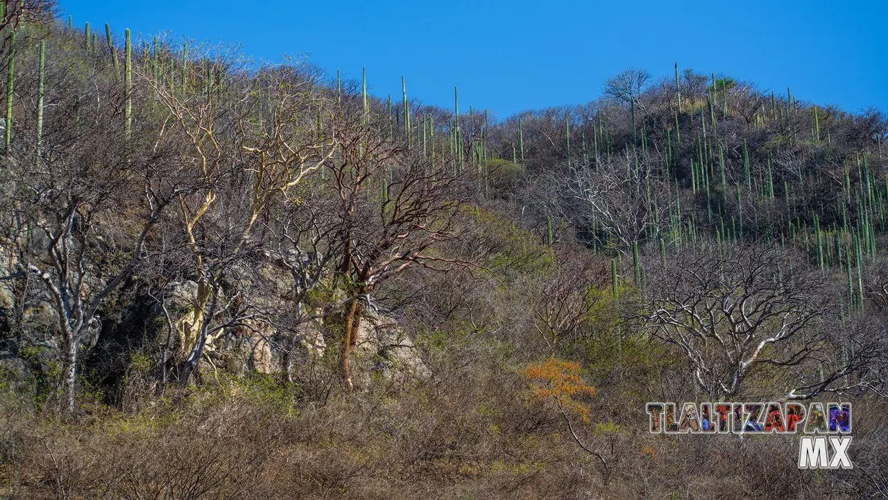 Organales de temilpa 07 de Marzo del 2019 | Coleccion multimedia | Tlaltizapan.mx