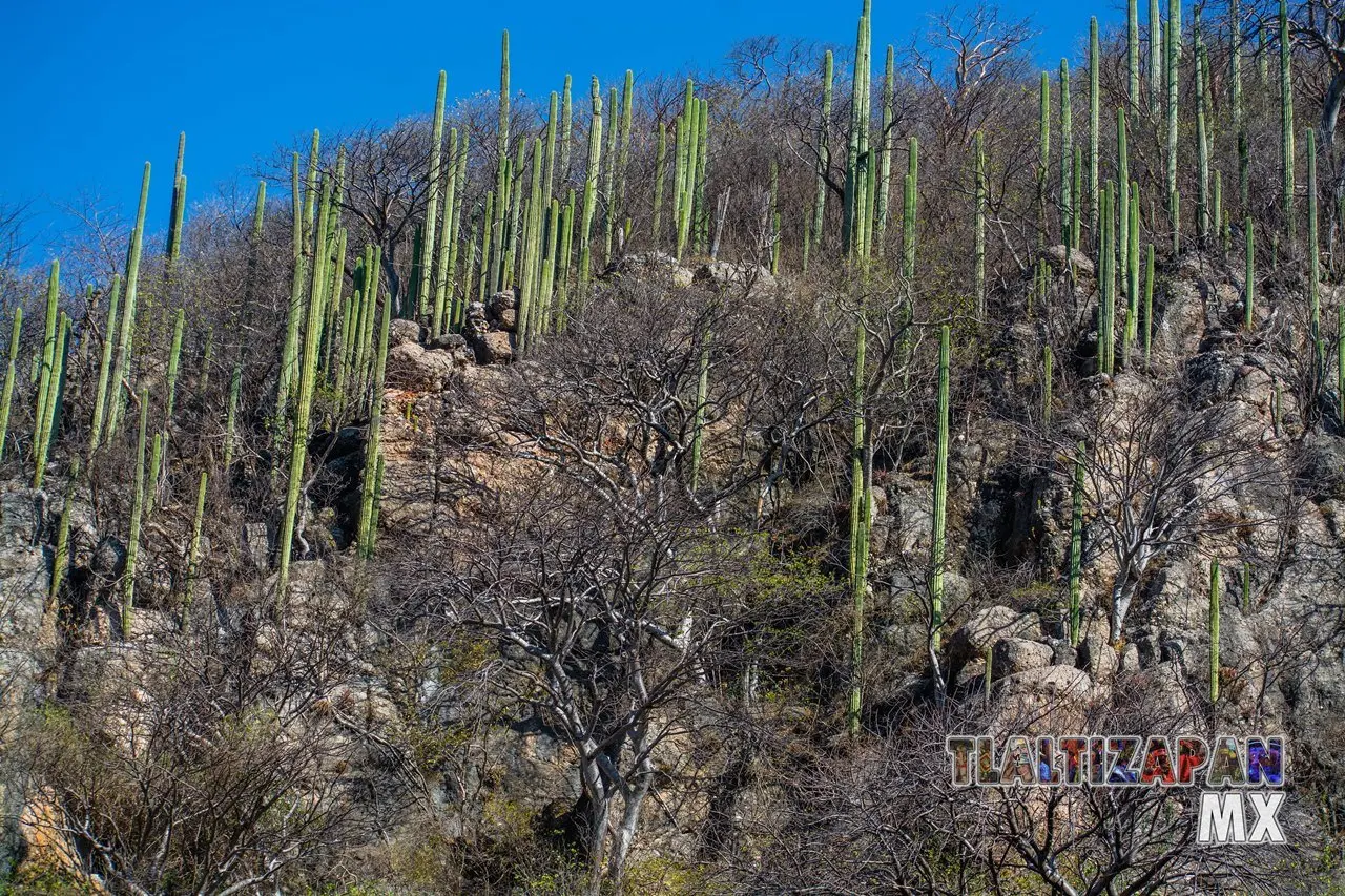 Organales de temilpa 07 de Marzo del 2019 | Coleccion multimedia | Tlaltizapan.mx