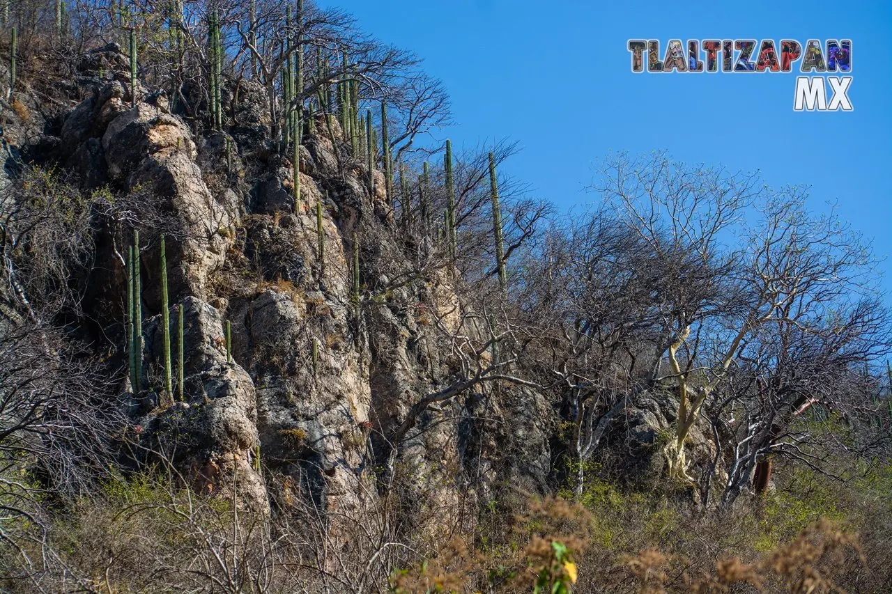 Organales de temilpa 07 de Marzo del 2019 | Coleccion multimedia | Tlaltizapan.mx