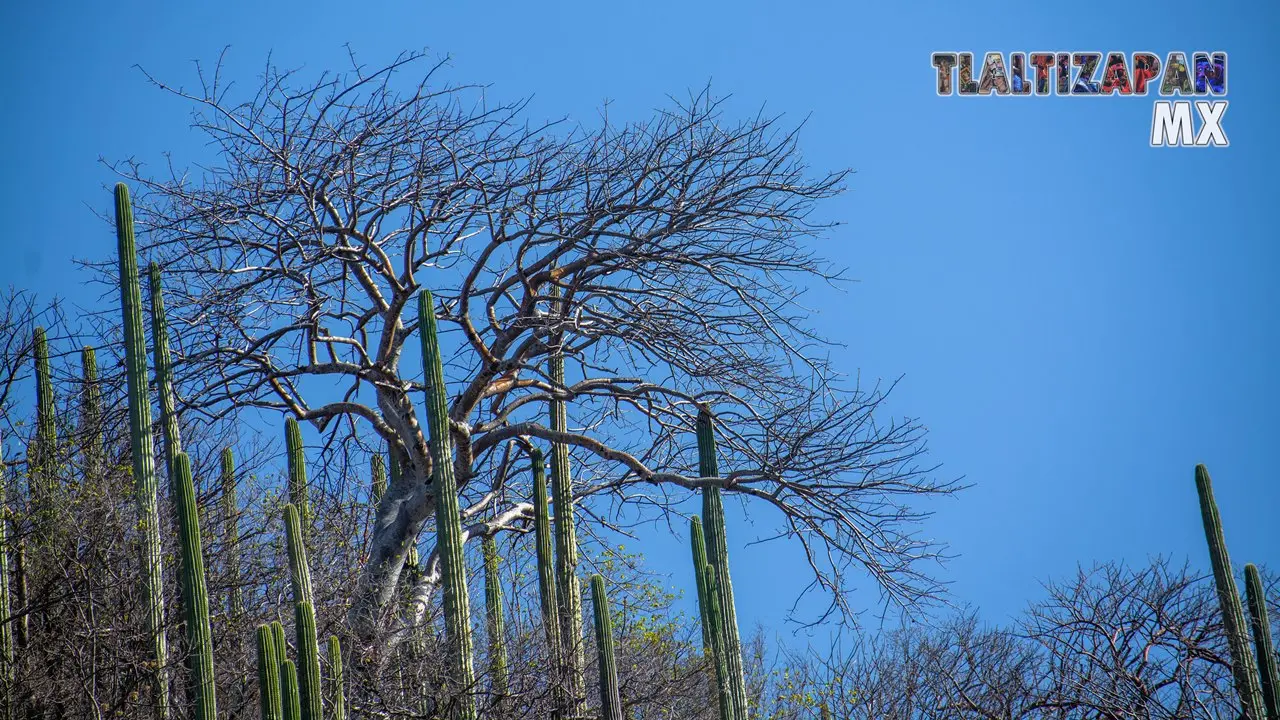 Organales de temilpa 07 de Marzo del 2019 | Coleccion multimedia | Tlaltizapan.mx