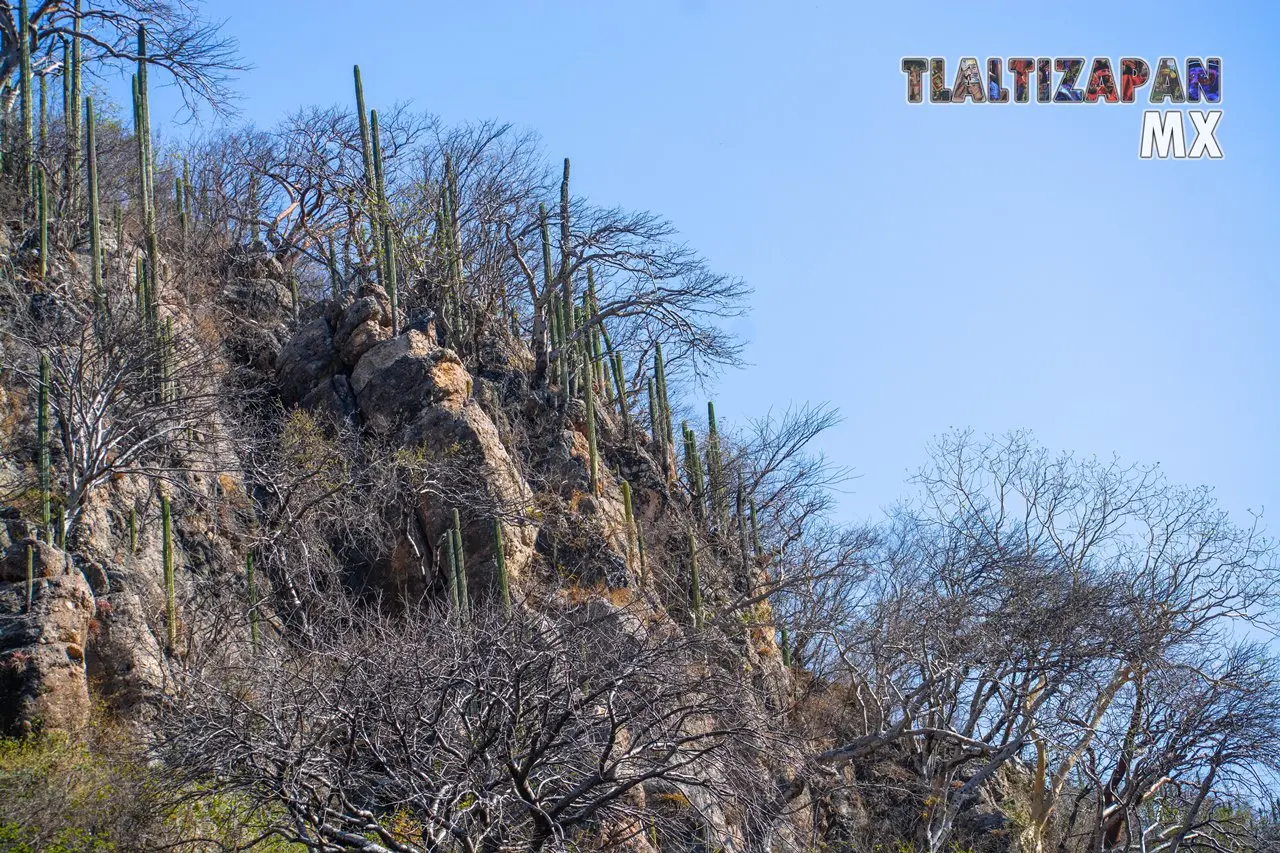 Organales de temilpa 07 de Marzo del 2019 | Coleccion multimedia | Tlaltizapan.mx