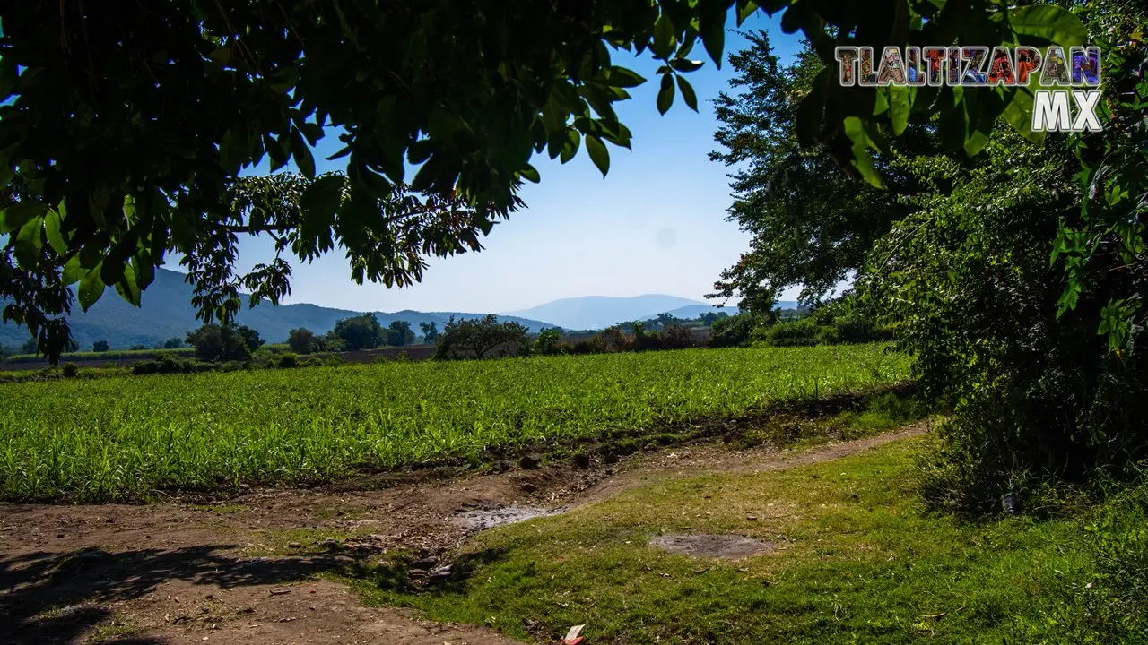 Campos de siembra de caña.