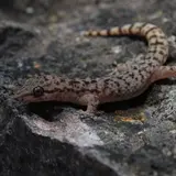 Gecos y coleonyx vistos en Tlaltizapá