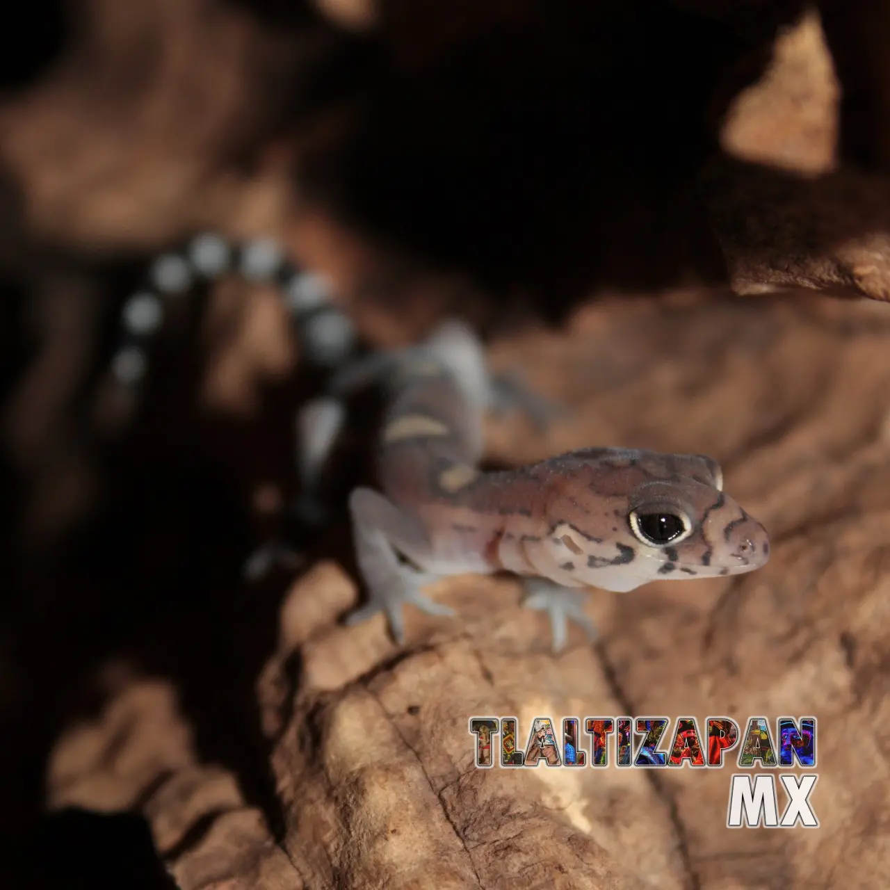 Gecos y coleonyx vistos en Tlaltizapán