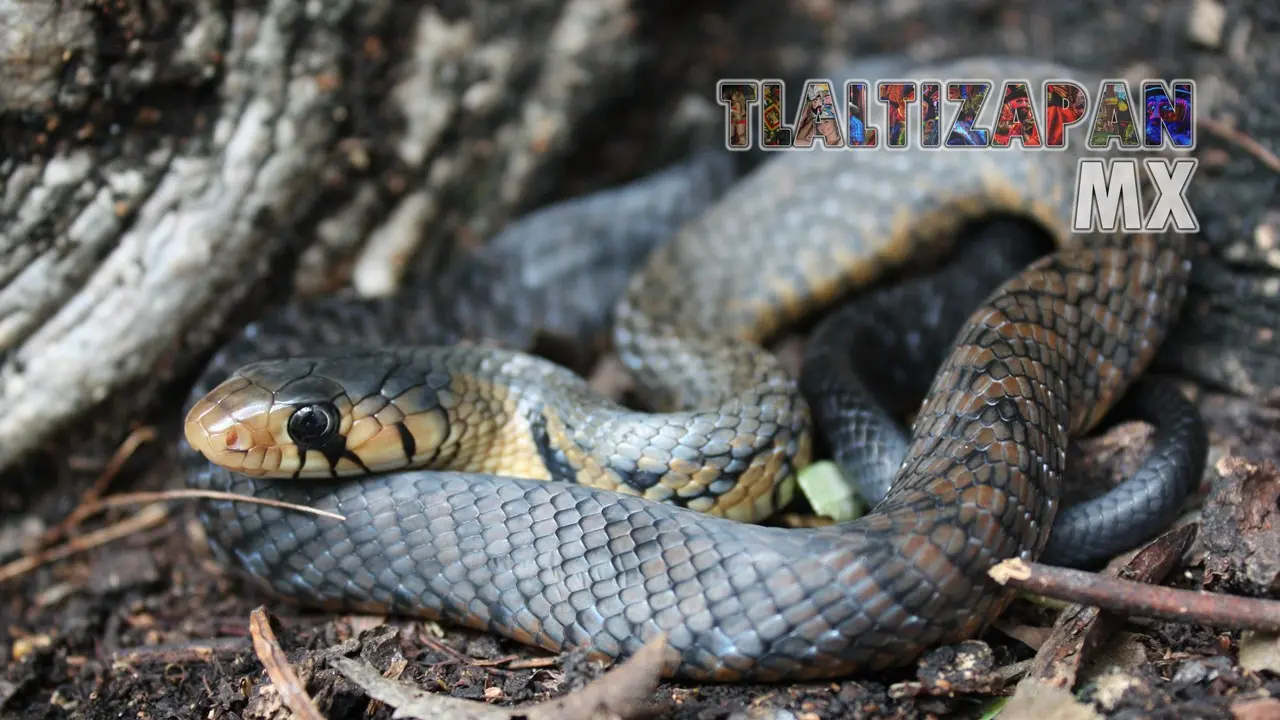 Serpientes vistas en Tlaltizapán | Coleccion multimedia | Tlaltizapan.mx