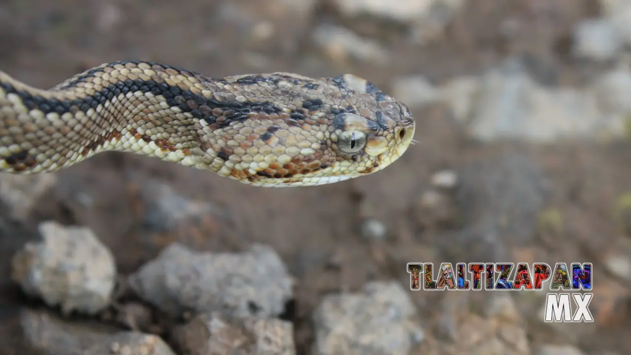 Serpientes vistas en Tlaltizapán | Coleccion multimedia | Tlaltizapan.mx