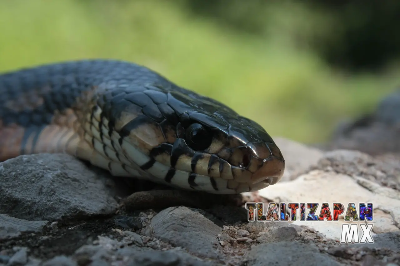 Serpientes vistas en Tlaltizapán | Coleccion multimedia | Tlaltizapan.mx