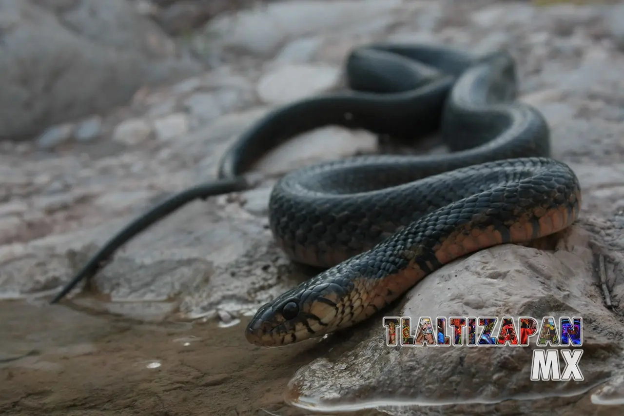 Serpientes vistas en Tlaltizapán | Coleccion multimedia | Tlaltizapan.mx