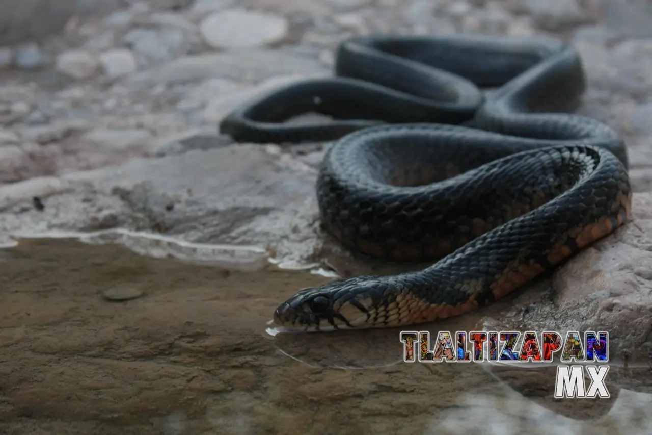 Serpientes vistas en Tlaltizapán | Coleccion multimedia | Tlaltizapan.mx