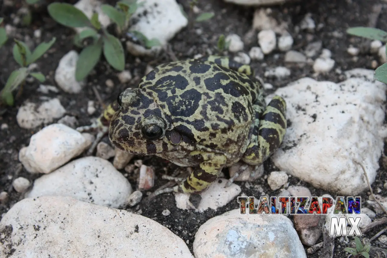 Ranas y sapos vistas en Tlaltizapán | Coleccion multimedia | Tlaltizapan.mx