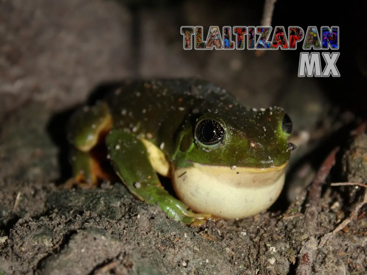 Ranas y sapos vistas en Tlaltizapán | Coleccion multimedia | Tlaltizapan.mx