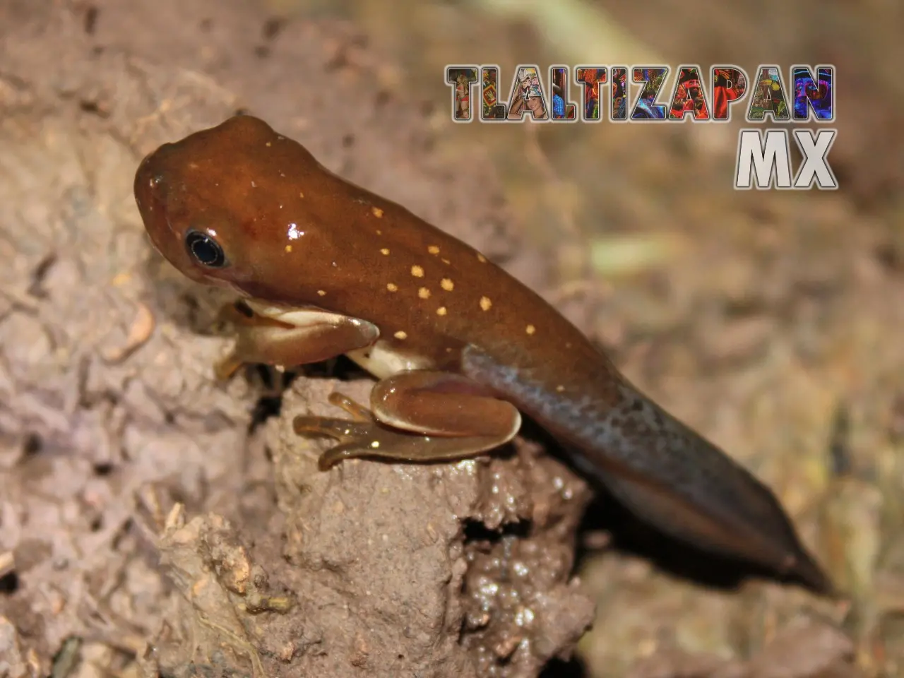 Ranas y sapos vistas en Tlaltizapán | Coleccion multimedia | Tlaltizapan.mx