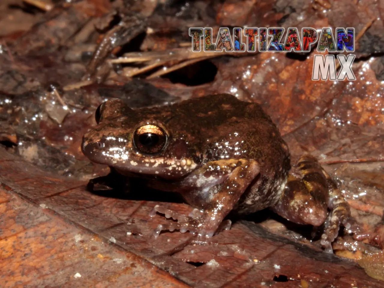 Ranas y sapos vistas en Tlaltizapán | Coleccion multimedia | Tlaltizapan.mx