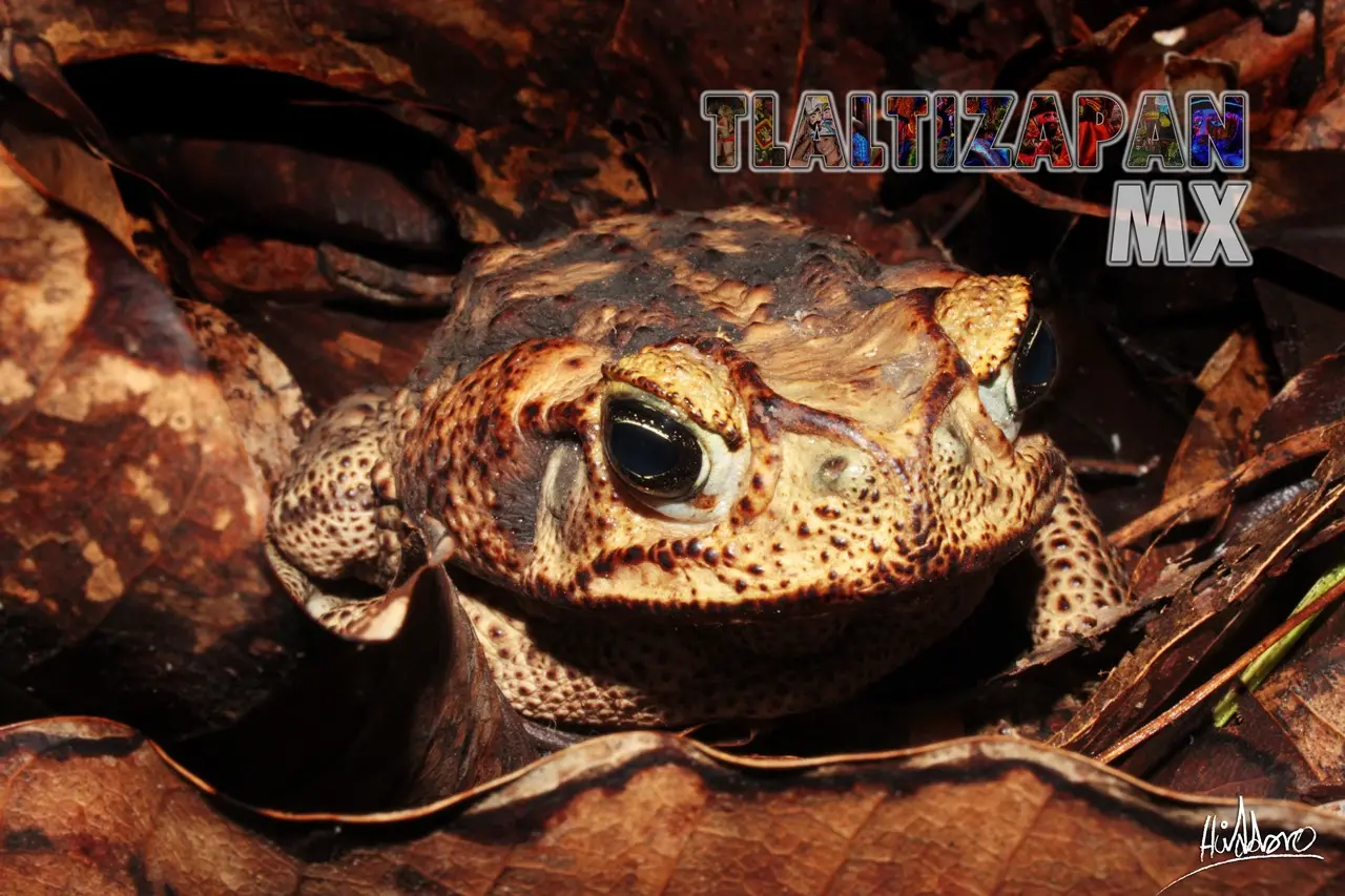 Ranas y sapos vistas en Tlaltizapán | Coleccion multimedia | Tlaltizapan.mx