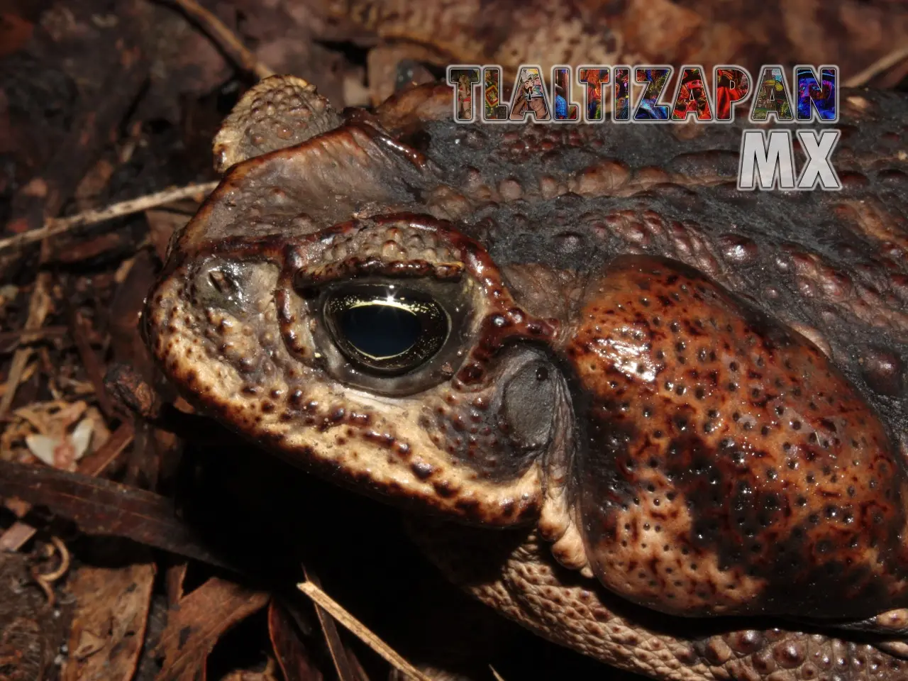 Ranas y sapos vistas en Tlaltizapán | Coleccion multimedia | Tlaltizapan.mx