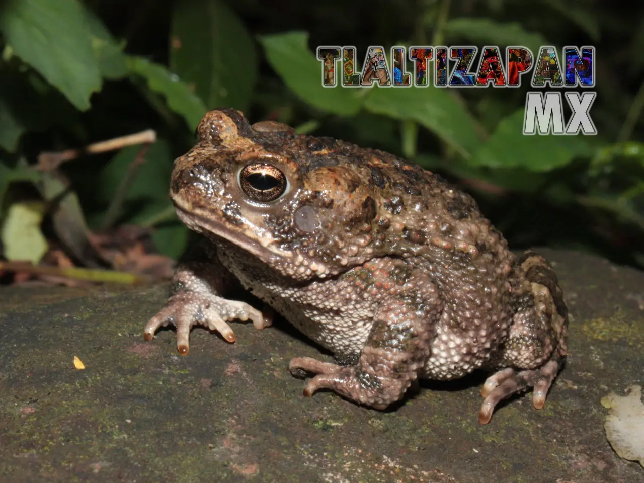 Ranas y sapos vistas en Tlaltizapán | Coleccion multimedia | Tlaltizapan.mx