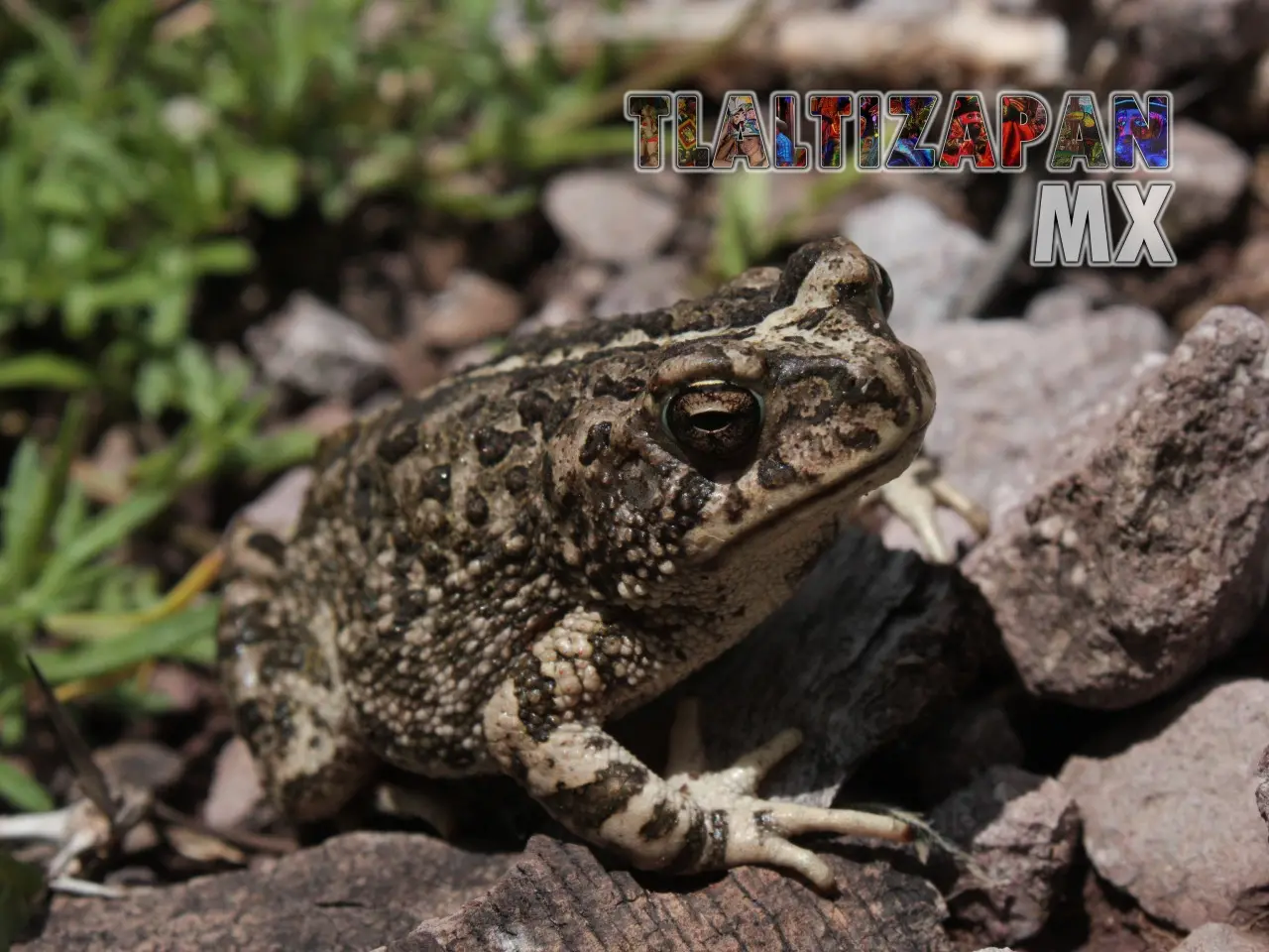 Ranas y sapos vistas en Tlaltizapán | Coleccion multimedia | Tlaltizapan.mx