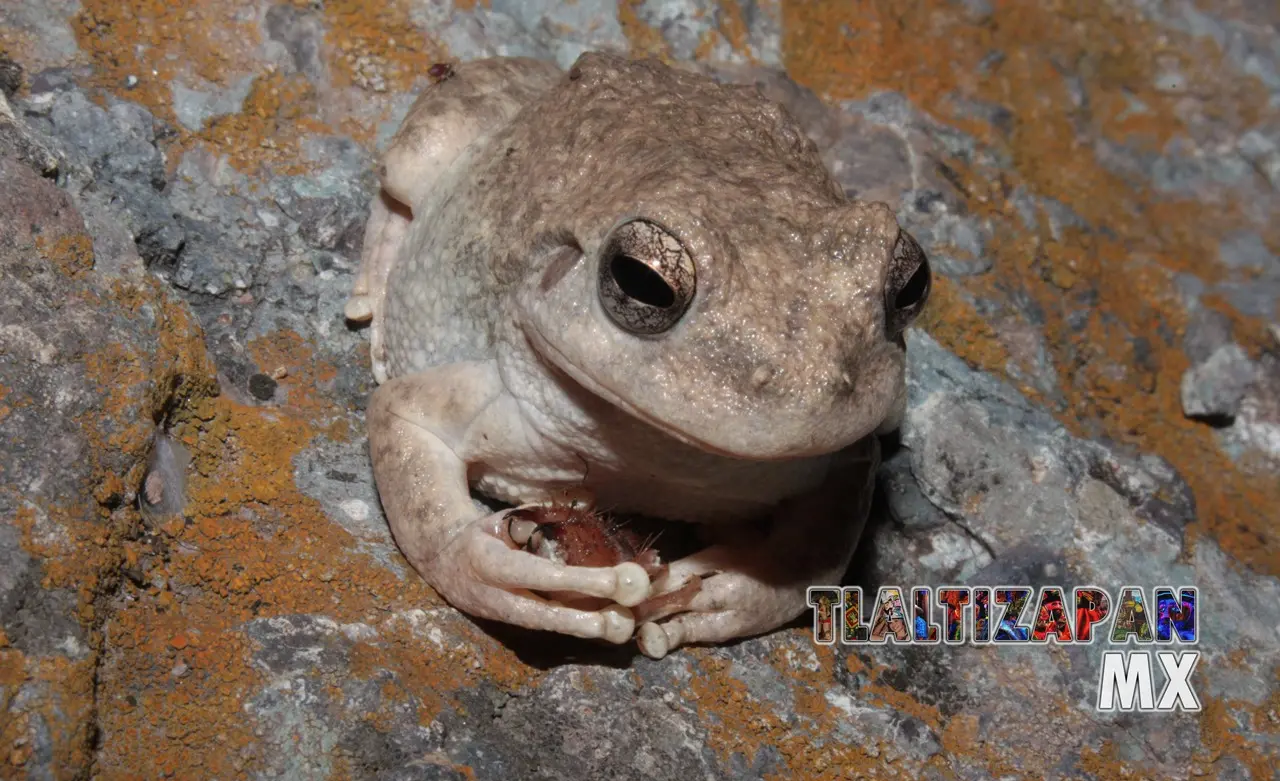 Ranas y sapos vistas en Tlaltizapán | Coleccion multimedia | Tlaltizapan.mx