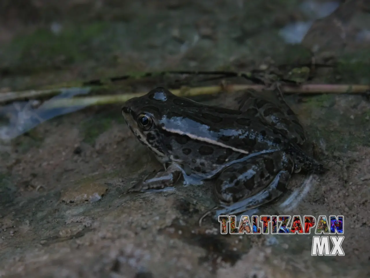 Ranas y sapos vistas en Tlaltizapán | Coleccion multimedia | Tlaltizapan.mx