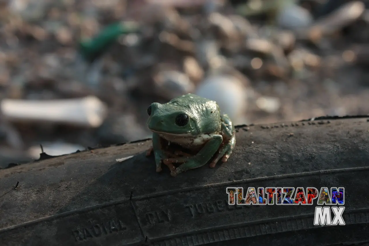 Ranas y sapos vistas en Tlaltizapán | Coleccion multimedia | Tlaltizapan.mx