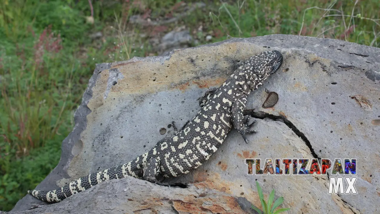 Monstruos de gila vistos en Tlaltizapán | Coleccion multimedia | Tlaltizapan.mx