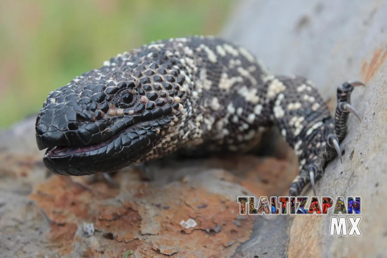 Lagarto escorpión (Heloderma horridum) - Espécimen nativo en Tlaltizapán, Morelos