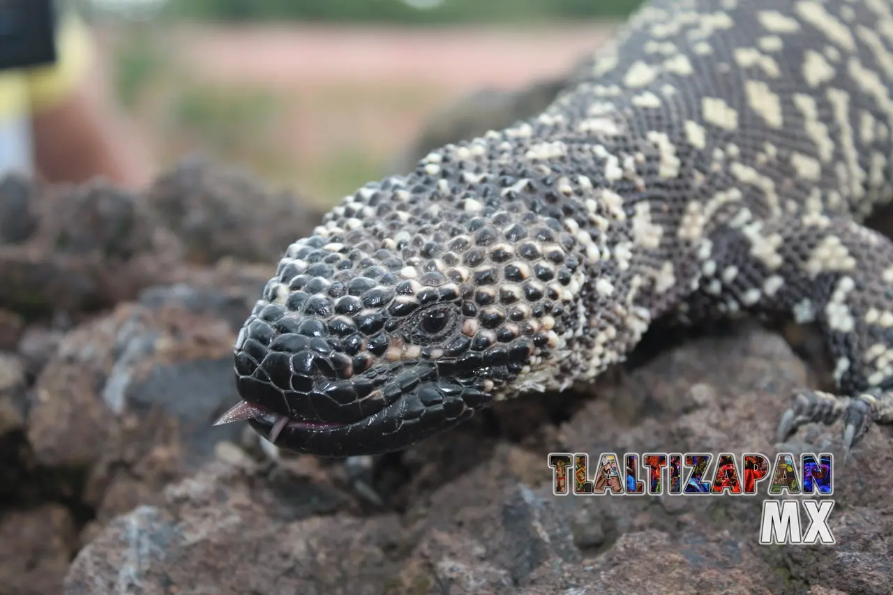 Monstruos de gila vistos en Tlaltizapán | Coleccion multimedia | Tlaltizapan.mx