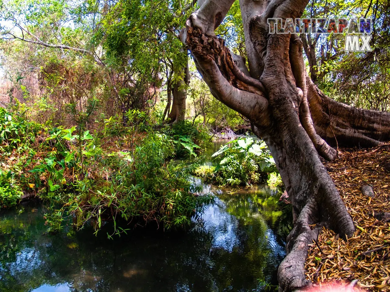 Rio de Tilingo 2013 | Colecciones multimedia | Tlaltizapan.mx