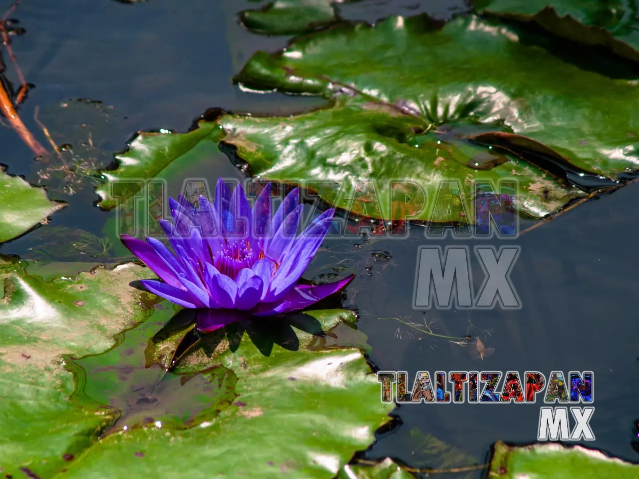 Flor de Lirio acuatica morada sobre los estanques de las Estacas