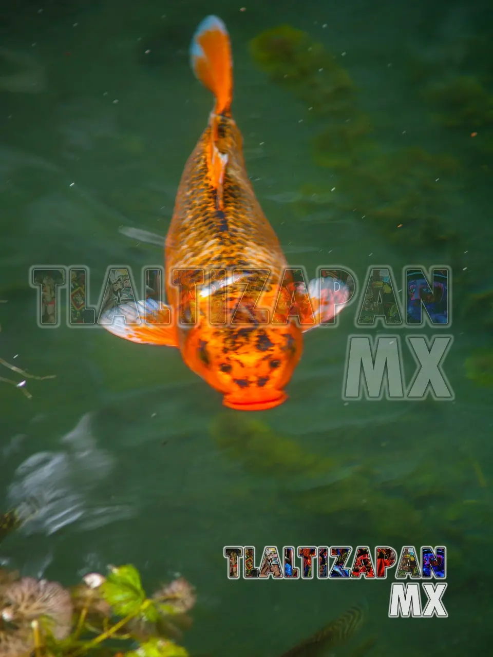 Carpa naranja nadando en el estanque de las Estacas