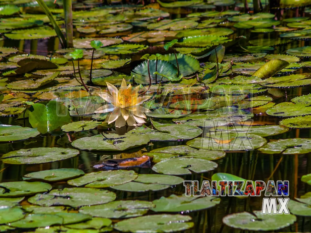 Balneario las Estacas 2012 | Colecciones multimedia | Tlaltizapan.mx