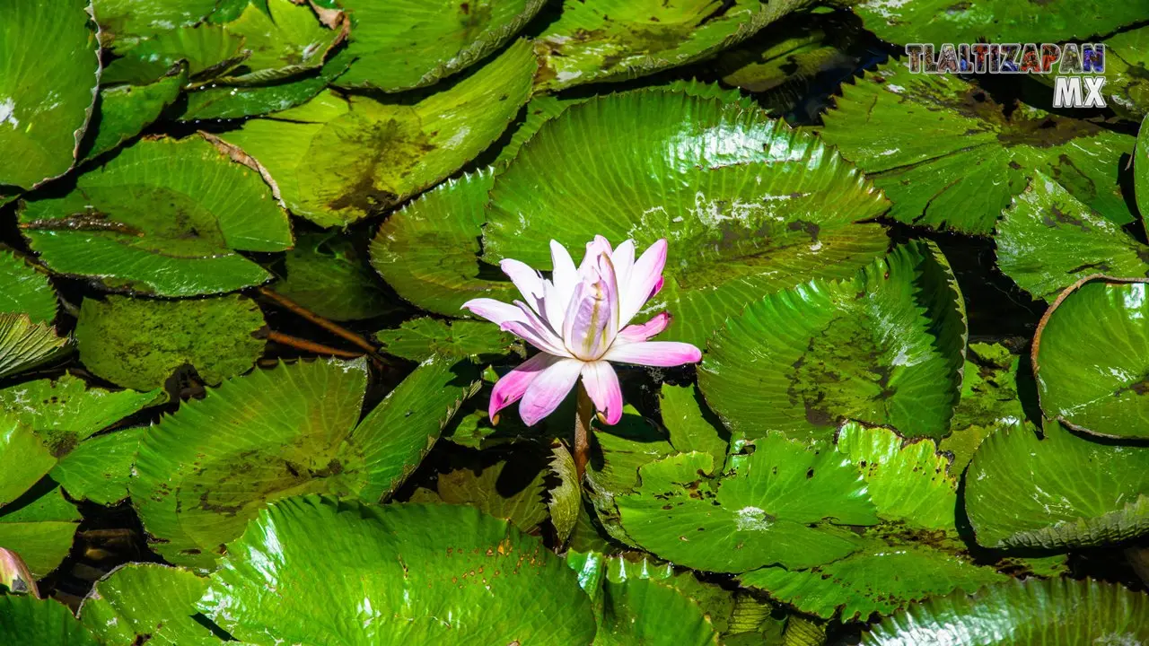 Flores acuáticas.