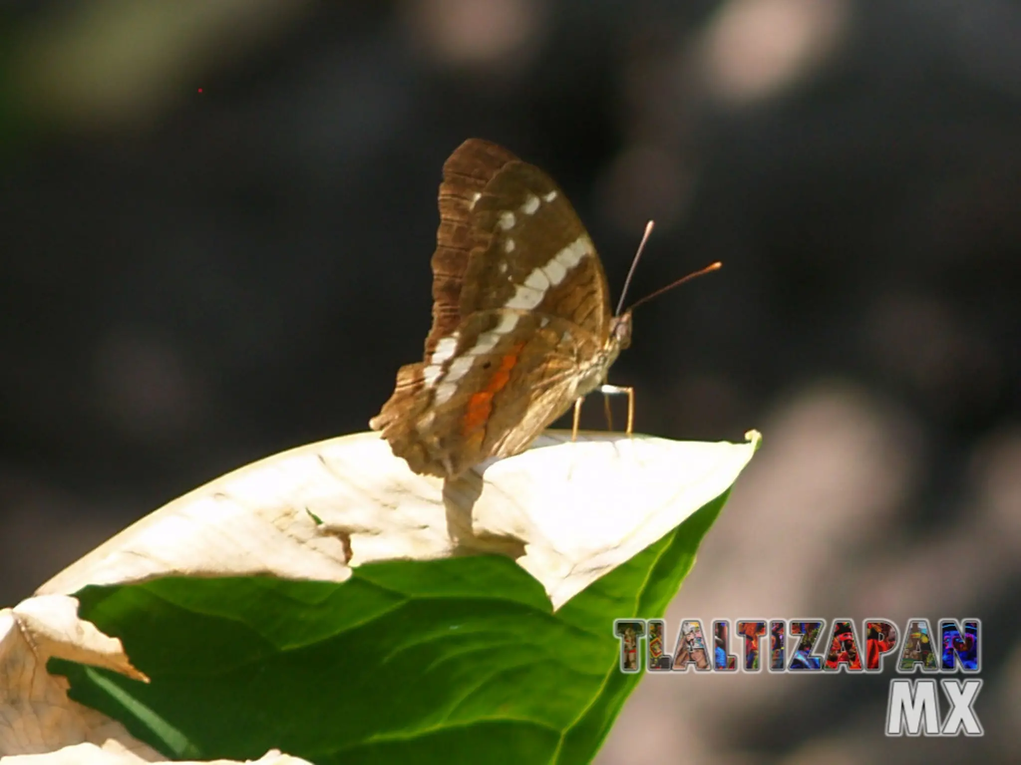 mariposa sobre hoja