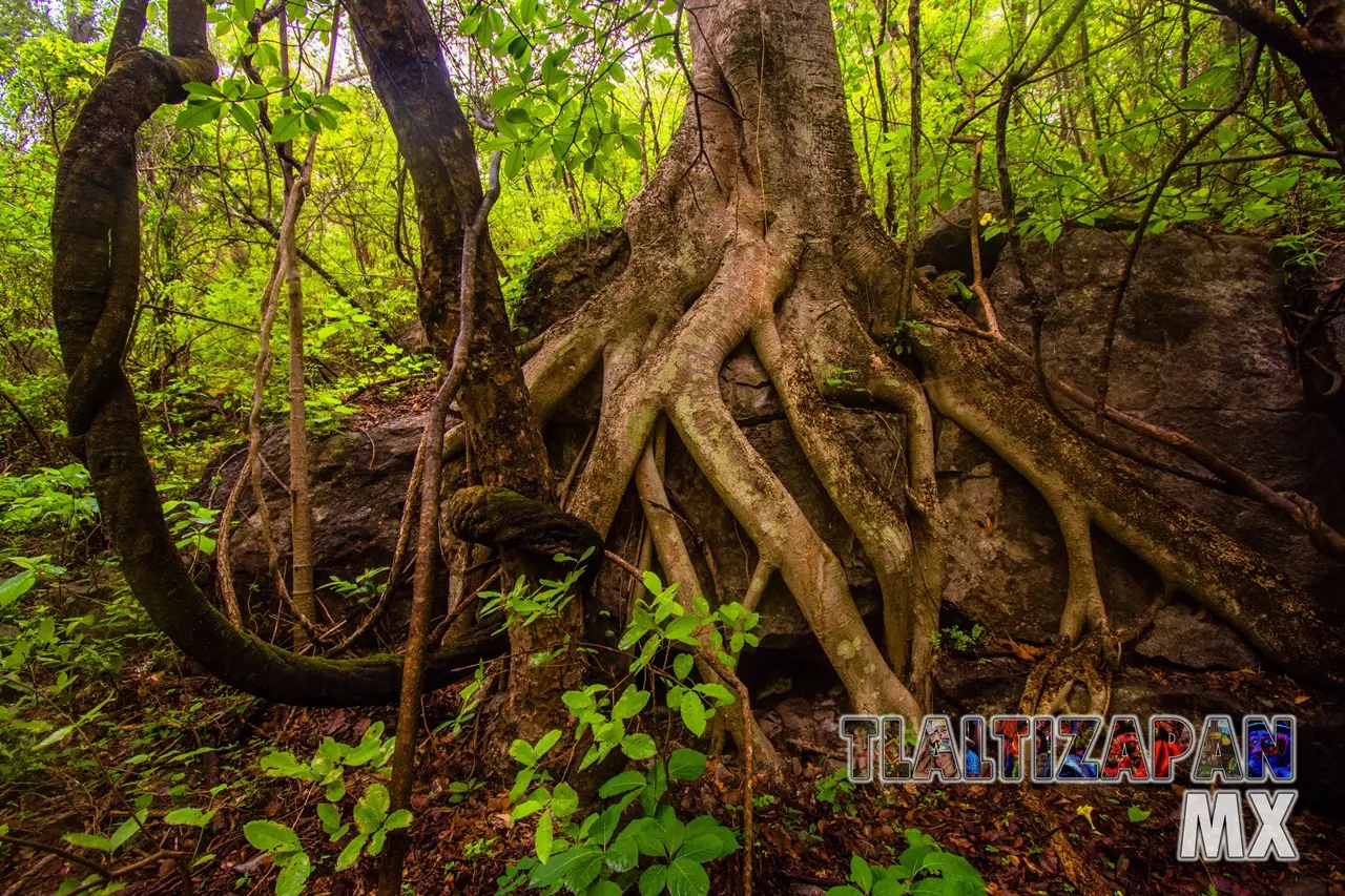 Vegetación del cerro Santa María de Tlaltizapán, Morelos