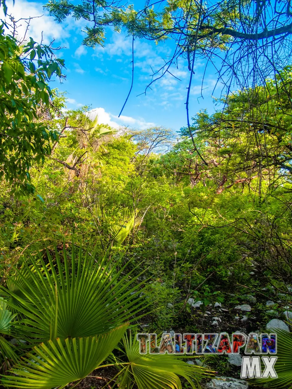 Selva baja caducifolia: ecosistema del cerro Santa María de Tlaltizapán