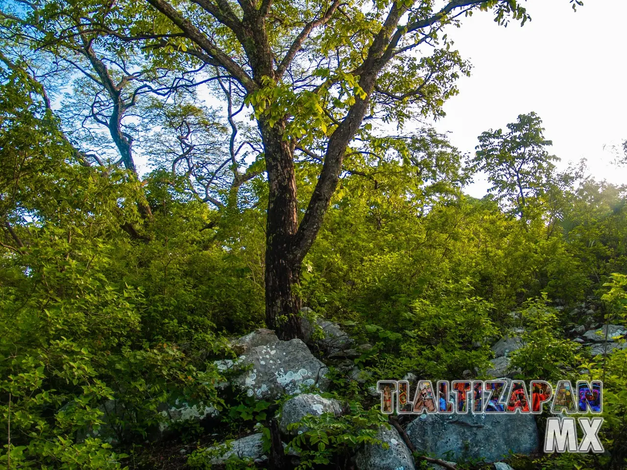 Vegetación en el cerro Santa María en Tlaltizapán, Morelos