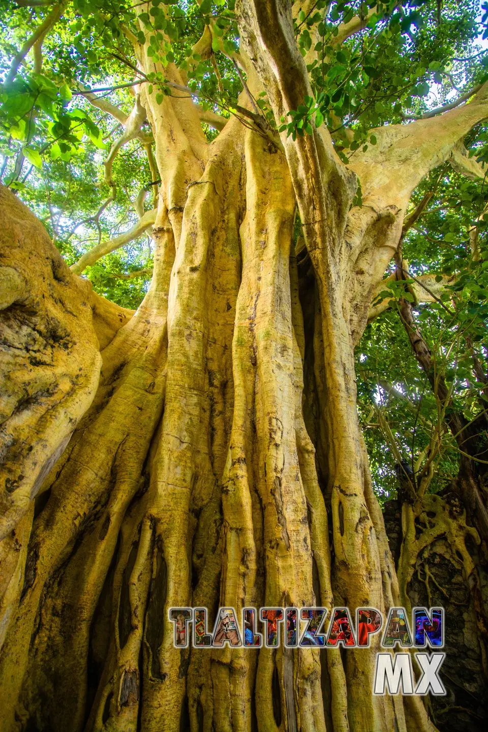 Raíces de un árbol Amate Amarillo