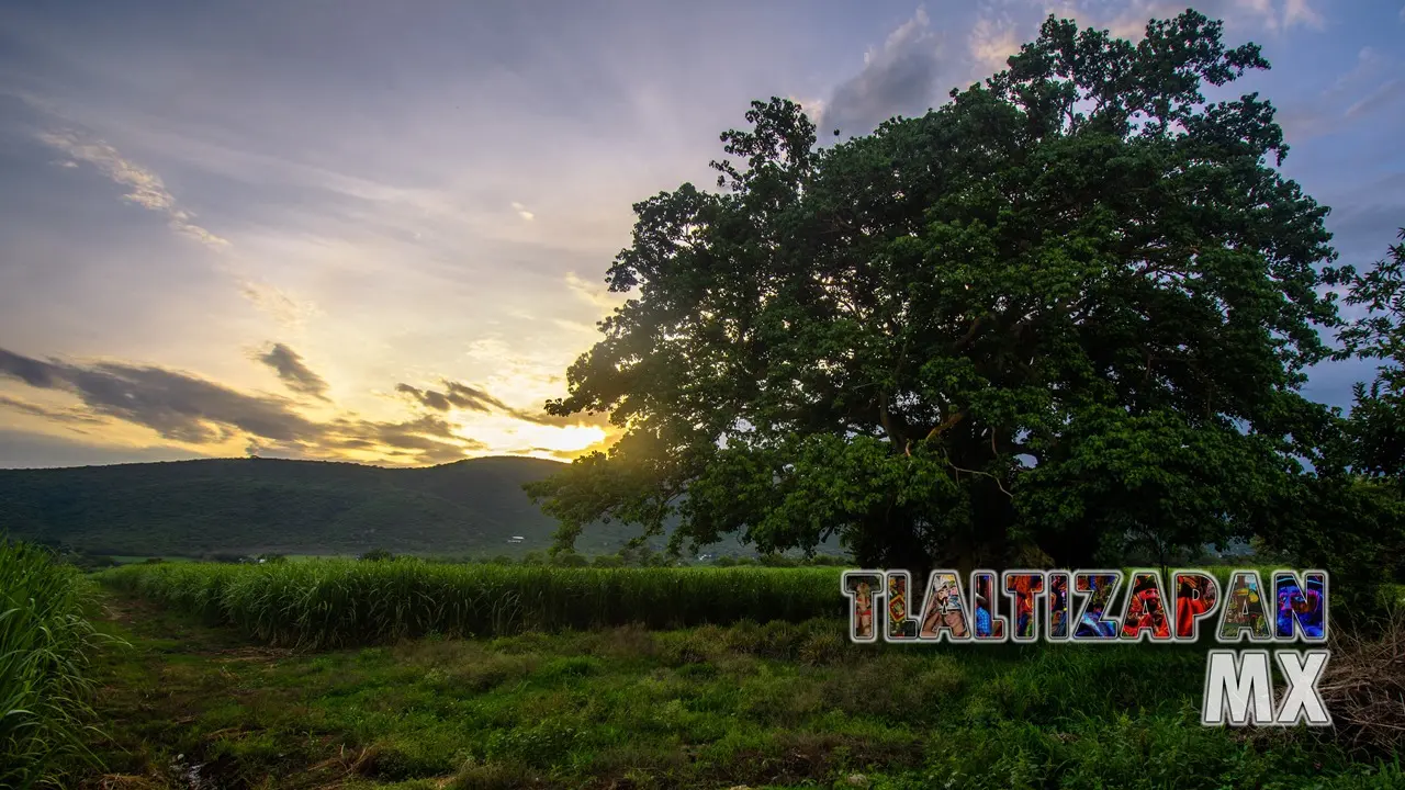 Árboles - Amates Amarillos del estado de Morelos | Coleccion multimedia